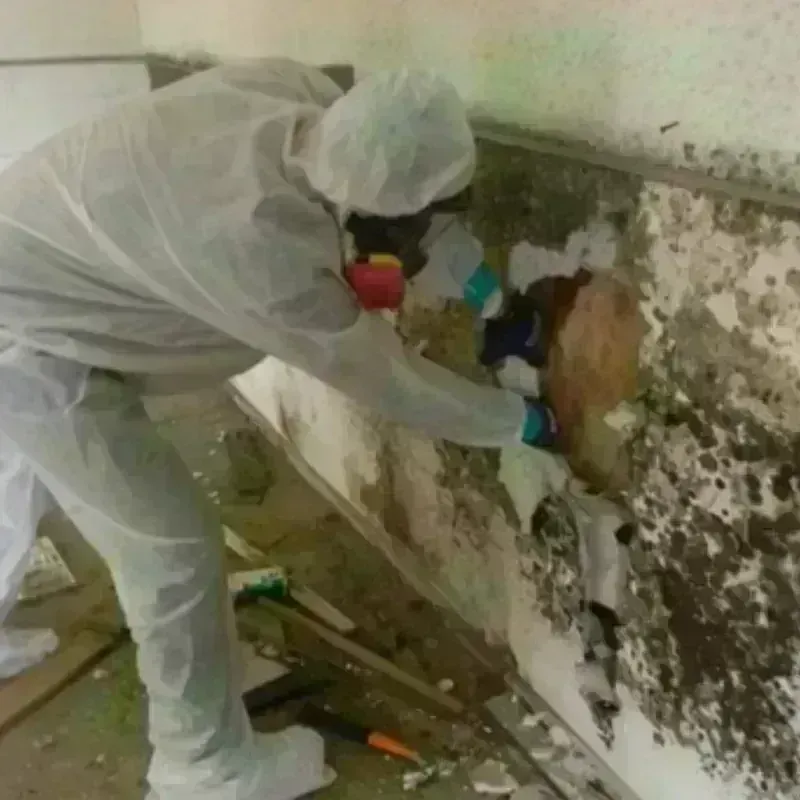 Mold Remediation and Removal in Tucker, GA